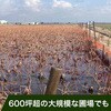 A20 PE防鳥網(400D)オレンジ 東京戸張 64421116