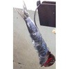 0.25mmx15m V-155 ^REpGTC[ ^JY 65402848