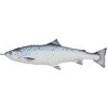 FISHES SALMON (フィッシーズサーモン) ダルトン
