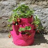 Strawberry & Herb Patio Planters 2-pack �������E�n�[�u �����߂�v�����^�[ �|�P�b�g�t�� 2������