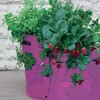 00359 Strawberry & Herb Patio Planters 2-pack �������E�n�[�u �����߂�v�����^�[ �|�P�b�g�t�� 2������ Haxnicks 68432230