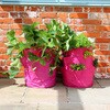 00359 Strawberry & Herb Patio Planters 2-pack �������E�n�[�u �����߂�v�����^�[ �|�P�b�g�t�� 2������ Haxnicks 68432230