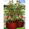 00360 Tomato Patio Planters 2-pack �g�}�g �����߂�v�����^�[ �x���t���[�� Haxnicks 68432239