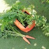 00361 Carrot Patio Planter 2-pack �l�Q�E���� �[�^ �����߂�v�����^�[ 2������ Haxnicks 68432248