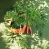 00361 Carrot Patio Planter 2-pack �l�Q�E���� �[�^ �����߂�v�����^�[ 2������ Haxnicks 68432248