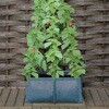 00362 Pea & Bean Patio Planter �鐫�A�� �����߂�v�����^�[ �x�����t�� Haxnicks 68432257