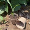 00591 Fibre Pot Round �t�@�C�o�[�|�b�g �ی^ 8cm�~32���� NELSON GARDEN 68432905