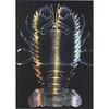 ホログラムスクラッチボードⅡ 150×200mm アーテック