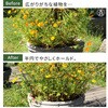 IF-N0049-16P プランツサポーター スチール製 幅25cm 住まいスタイル 68928067
