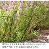 IF-N0049-16P プランツサポーター スチール製 幅25cm 住まいスタイル 68928067
