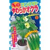 555662 【種 たね タネ】多収コンパクト やわらか オクラ アタリヤ農園 70008630