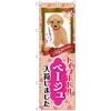 095391 のぼり旗 トイプードル ベージュ 入荷 No.GNB-2464 W600×H1800 トレード 70527364