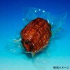 SB1423 真空袋 SBN規格袋 SB1423 中本アドバンストフィルム 中本アドバンストフィルム 70861029