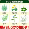 - 草退治ストロング粒剤 KINCHO園芸(旧:住友化学園芸) 70919059