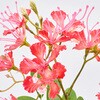 FM000627-003 カエサルピニア MAGIQ(東京堂) 72890855