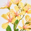FM000627-004 カエサルピニア MAGIQ(東京堂) 72890871