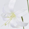 FM001615-001 スイングリリー MAGIQ(東京堂) 72891361