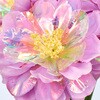 FM001672-011 プリズムフラワーピック MAGIQ(東京堂) 72891485