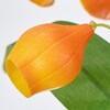 FM001843 サンダーソニア MAGIQ(東京堂) 72891598