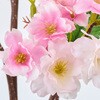 FM002220 かれん山桜 大 MAGIQ(東京堂) 72891756
