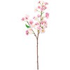 FM002221 かれん山桜 MAGIQ(東京堂) 72891765