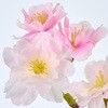 FM002221 かれん山桜 MAGIQ(東京堂) 72891765