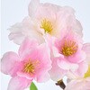 FM002221 かれん山桜 MAGIQ(東京堂) 72891765