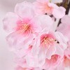 FM002453 みやび桜ガーランド MAGIQ(東京堂) 72891790