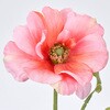 FM002664-002 シャルルアネモネ MAGIQ(東京堂) 72891905