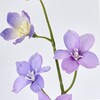 FM003983-011 スプレーデルフィニウム MAGIQ(東京堂) 72892325