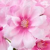 FM005468 八重桜ピック MAGIQ(東京堂) 72892630
