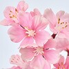 FM007282 早春山桜 小 MAGIQ(東京堂) 72892831