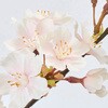 FM008075 淡雪の桜 満開大 MAGIQ(東京堂) 72892989