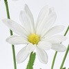 FM009333-001 サリーマーガレット MAGIQ(東京堂) 72893165