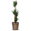 観葉植物 ユッカ(青年の木) 10号 バスケットカバー付 大丸興業