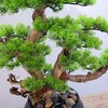 art-LM3 フェイクグリーン 盆栽 松3「雅龍」 幹は天然木、葉と枝はフェイクのハイブリッド エルブレイン 75153115
