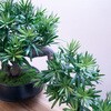art-LM1 フェイクグリーン 盆栽 松1「小龍」 幹は天然木、葉と枝はフェイクのハイブリッド エルブレイン 75153131