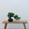 art-LM1 フェイクグリーン 盆栽 松1「小龍」 幹は天然木、葉と枝はフェイクのハイブリッド エルブレイン 75153131