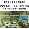 75450324