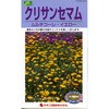 クリサンセマム