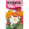 帝王貝細工