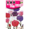 矢車草