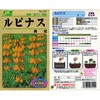 【タネ】ルピナス 黄花 カネコ種苗