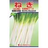 ネギの種
