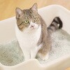 - 獣医師開発 ニオイをとる砂専用 猫トイレ ライオンペット 75608289