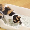 - 獣医師開発 ニオイをとる砂専用 猫トイレ ライオンペット 75608289