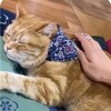 - ペットキレイ ごきげんケア ネコペロブラシ ライオンペット 75608298