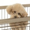 - アルミフレームペットサークル 90-60 Richell(リッチェル) 75620731