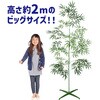 75810 七夕特大笹 2m こより短冊セット アーテック[学校教材・教育玩具] 76110338
