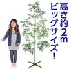 75810 七夕特大笹 2m こより短冊セット アーテック[学校教材・教育玩具] 76110338